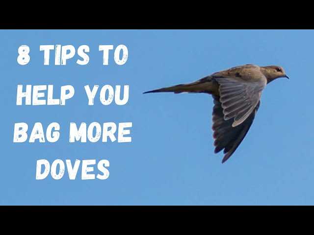 Best Dove Hunting Michigan Guide | Tips Tricks and Locations