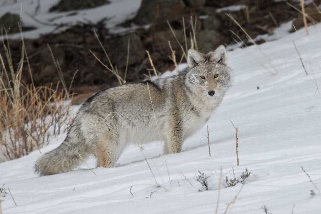 Coyote Hunting in Michigan