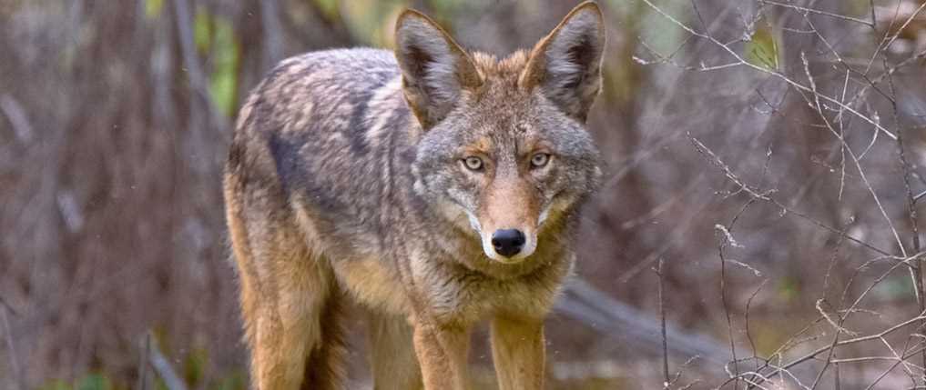 Coyote Hunting in Michigan Tips Regulations and Best Locations
