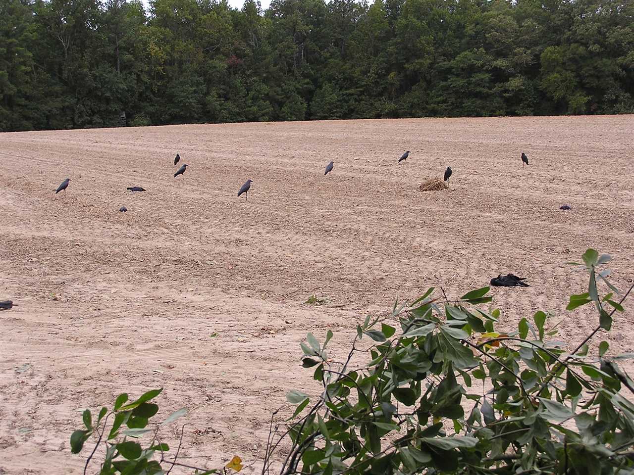 Crow Season in Mississippi Everything You Need to Know