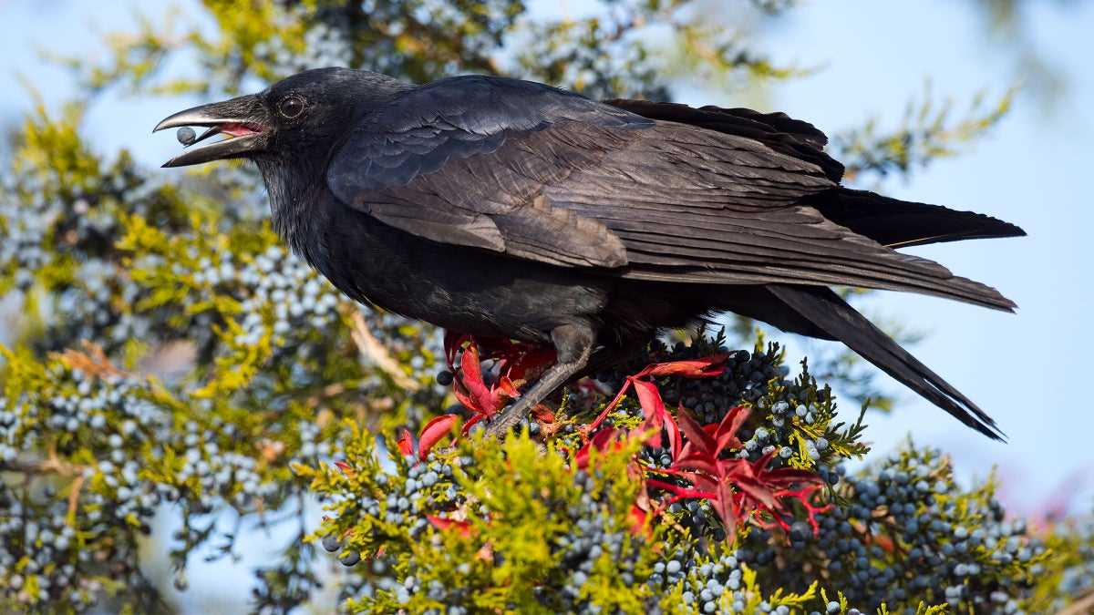 When Does Crow Season Start and End?