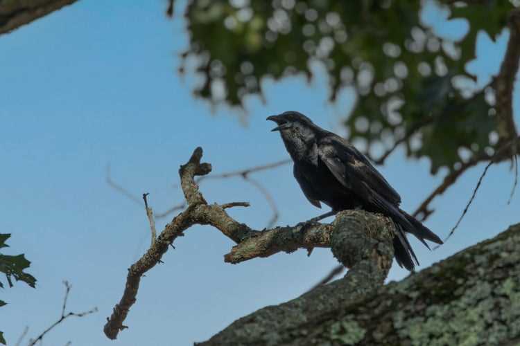 Safety Tips for Crow Hunting