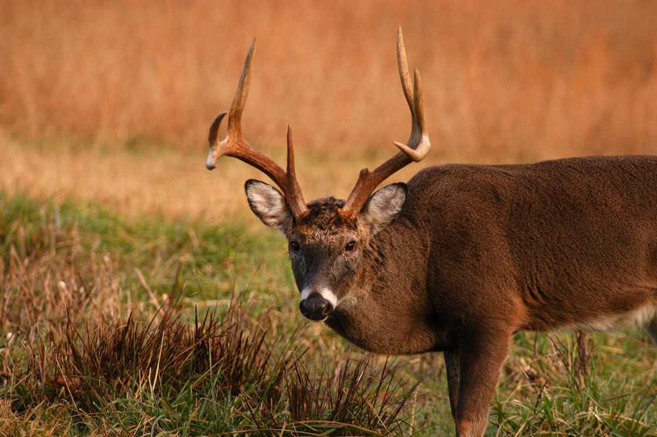 Discover the Excitement of Late Deer Season - What Makes it Special