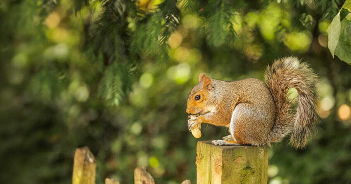 Everything you need to know about Maryland squirrel season