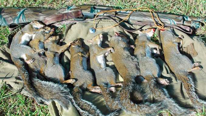 Popular squirrel hunting locations in Louisiana