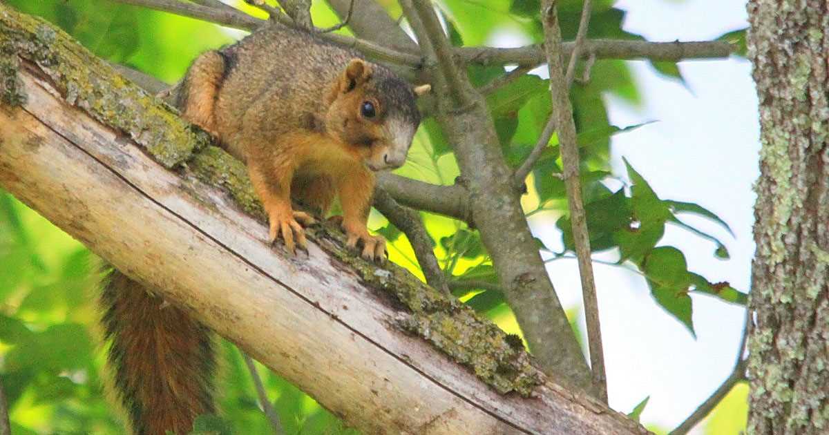 Preparing for Squirrel Season in Tennessee: Expert Advice