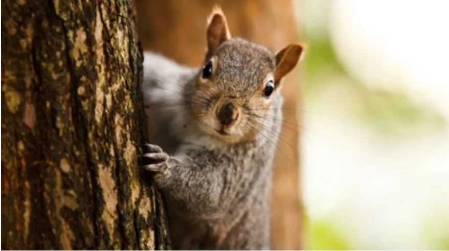 Get Ready for Squirrel Season in Tennessee Tips and Tricks