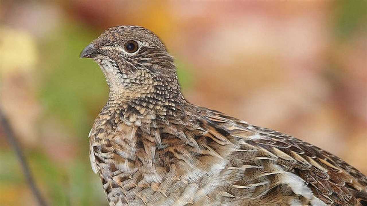 Regulations for Grouse Hunting