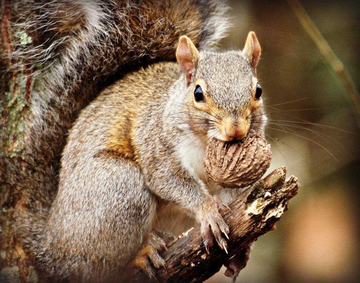 Tips for Successful Squirrel Hunting