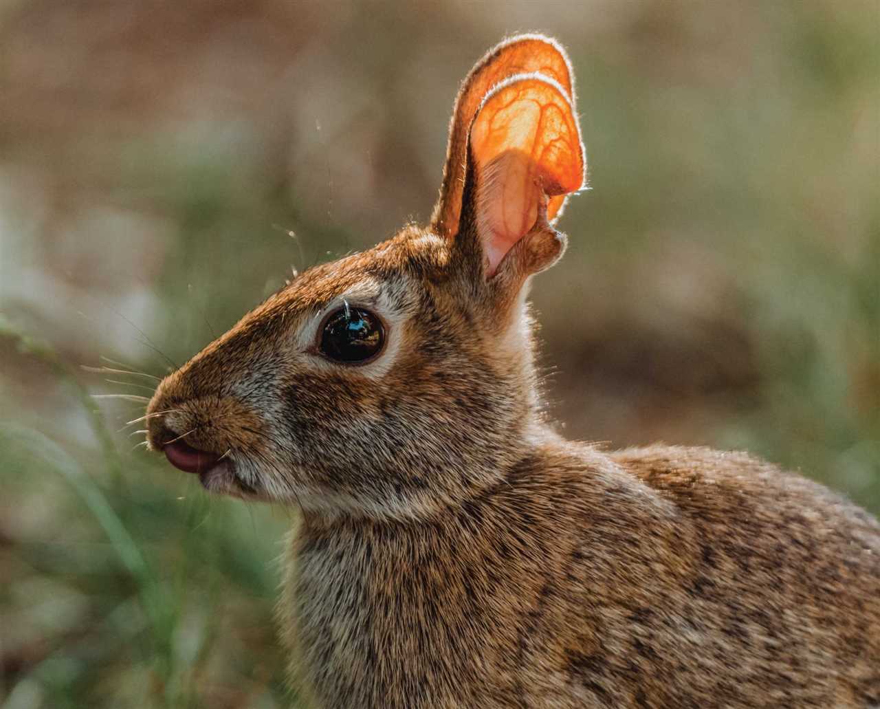 Techniques for Jack Rabbit Hunting