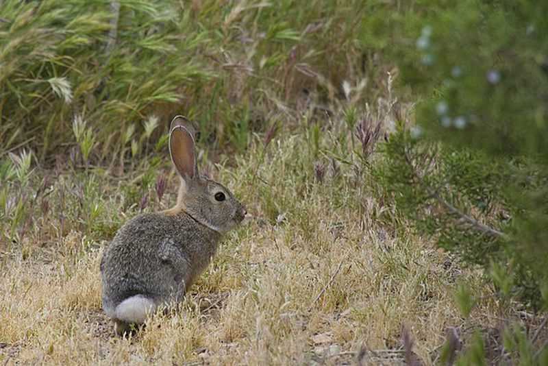 Tips for Minnesota Rabbit Season Hunting