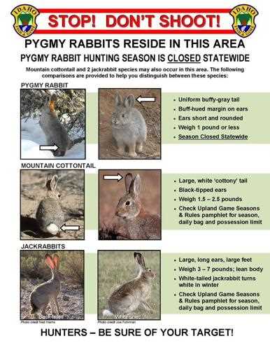 Minnesota Rabbit Season Hunting Tips Regulations and Dates