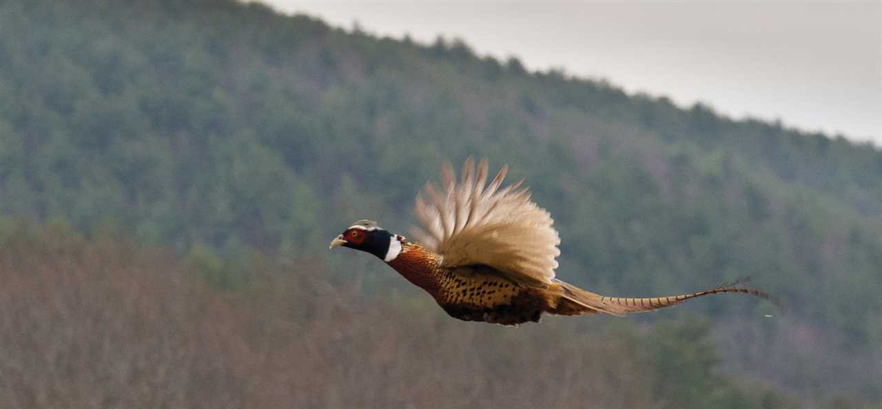 Licensing Requirements for Pheasant Hunting in Virginia