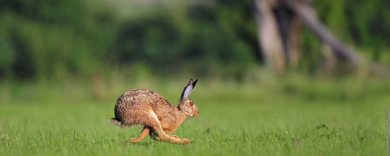 Best Spots for Rabbit Hunting