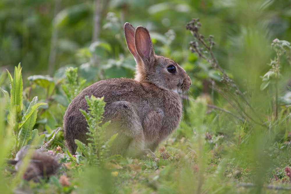 Rabbit Hunting in Michigan Tips Regulations and Best Spots to Hunt