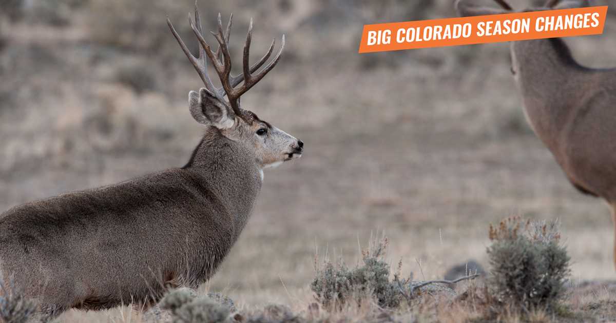 Small Game Hunting in Colorado: Tips, Regulations, and Locations