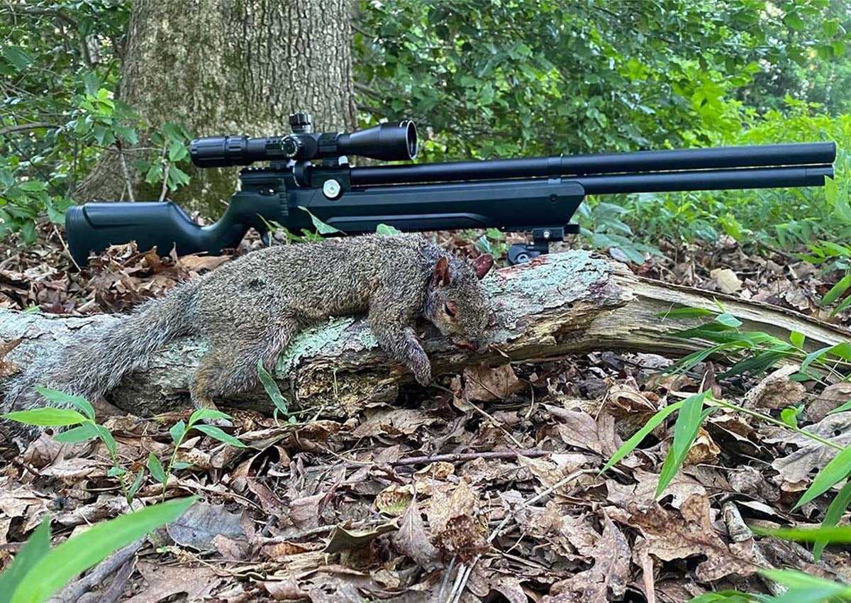 Squirrel Hunting in VA Tips Techniques and Regulations