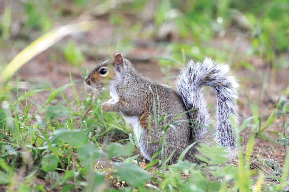 Squirrel Hunting Season Dates