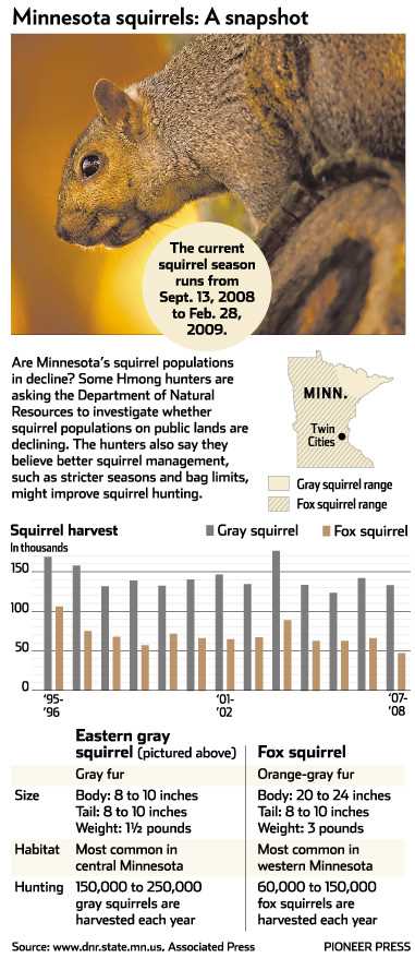 Squirrel Hunting Season in MN Dates Tips and Regulations
