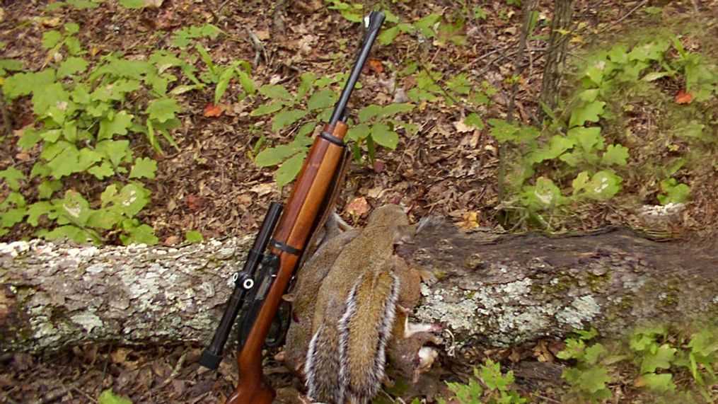 Squirrel Hunting Season in Tennessee Tips Dates and Regulations - Your Guide to Squirrel Hunting