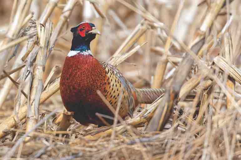 Tactics to Improve Your Mi Pheasant Hunting Game