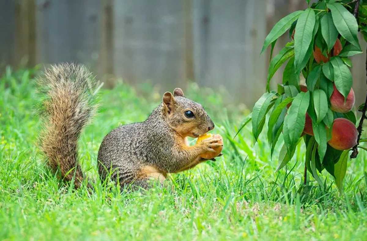 Understanding the squirrel limit in Illinois