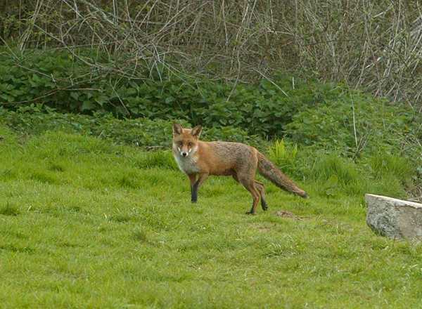 Find out various methods and techniques that can be employed to effectively deal with foxes.