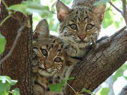 Bobcat Hunting Season and Regulations