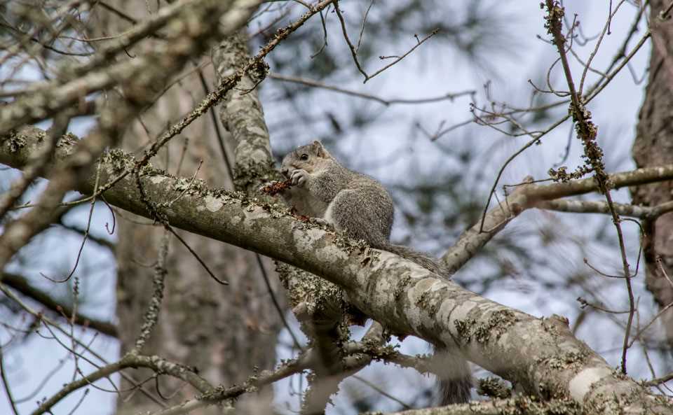Essential Tips and Techniques for Successful Squirrel Hunting in Michigan