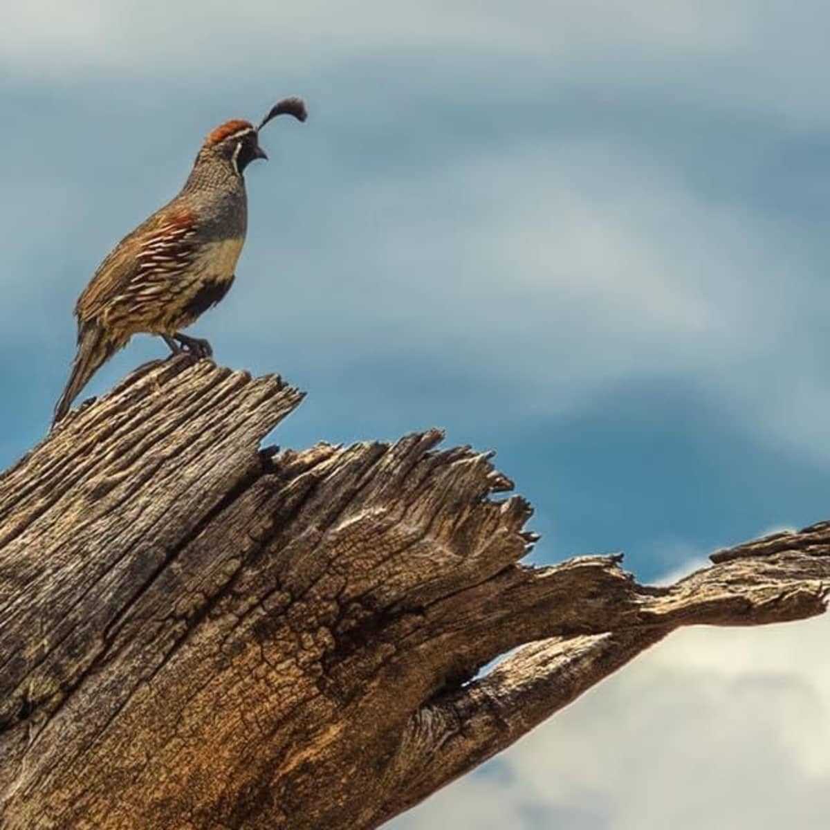 Night Quail: Everything You Need to Know about This Fascinating Nocturnal Bird