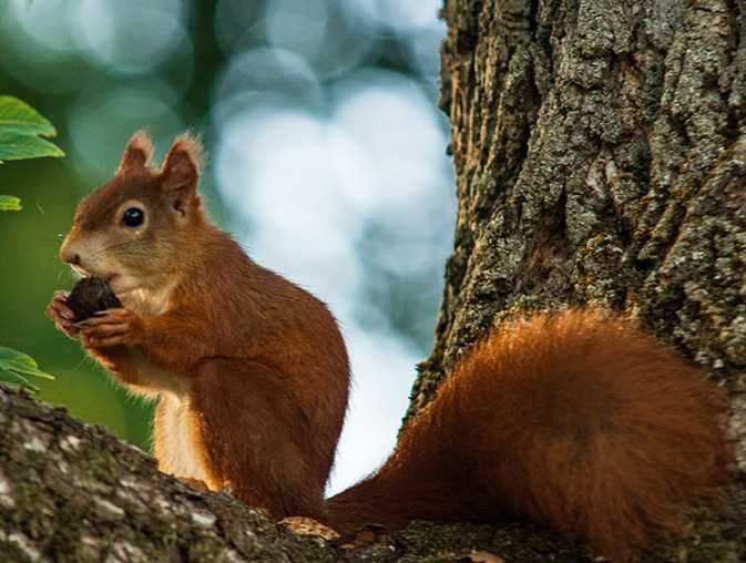 Guidelines for Ethical Squirrel Hunting