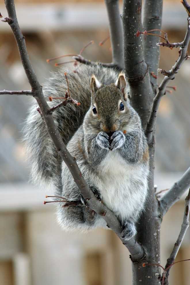 Penalties for Illegally Killing Squirrels