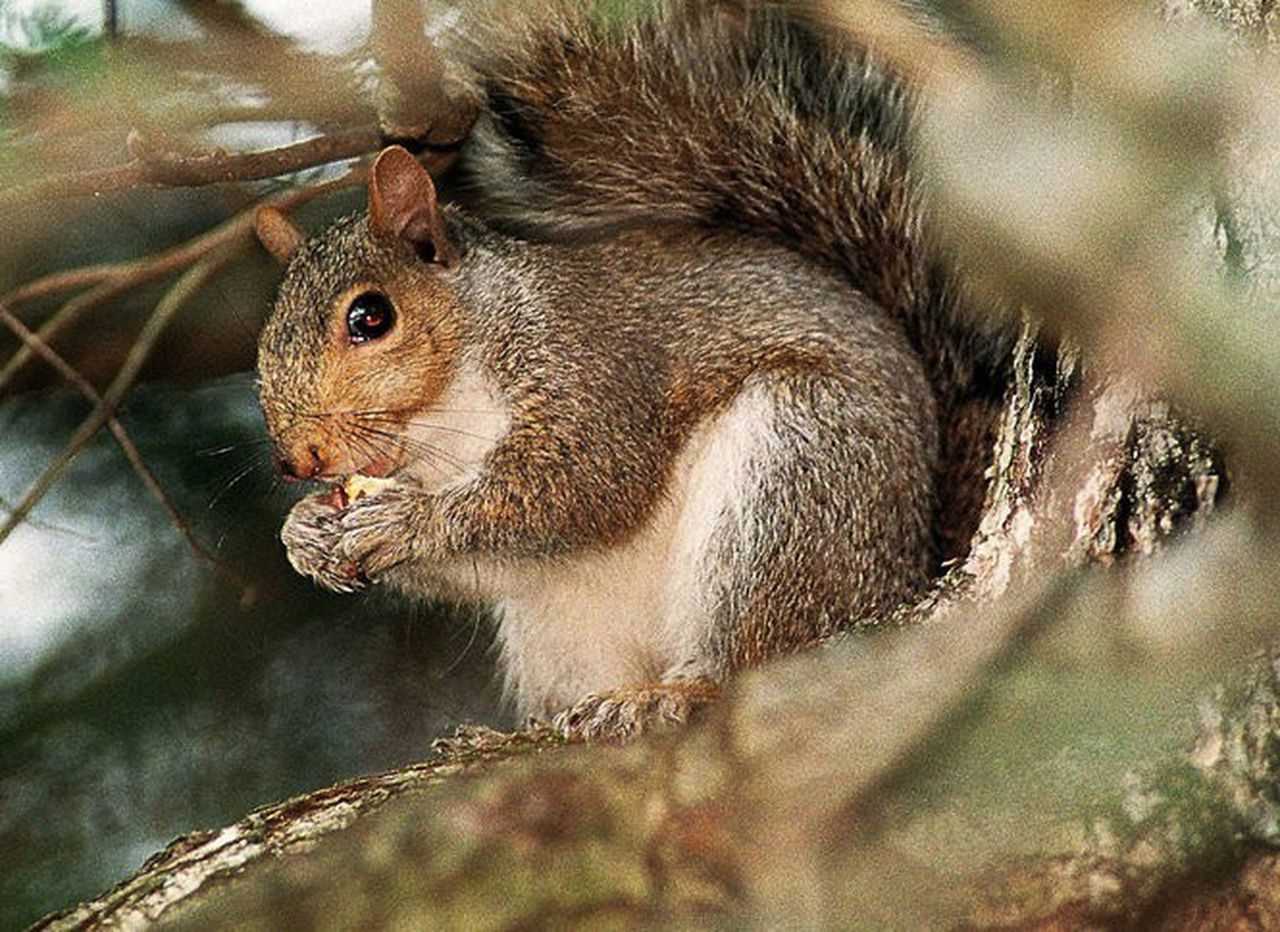 Understanding the Impact of Killing Squirrels on the Ecosystem