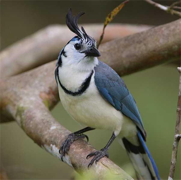 Is it legal to shoot blue jays | Discover the regulations and restrictions