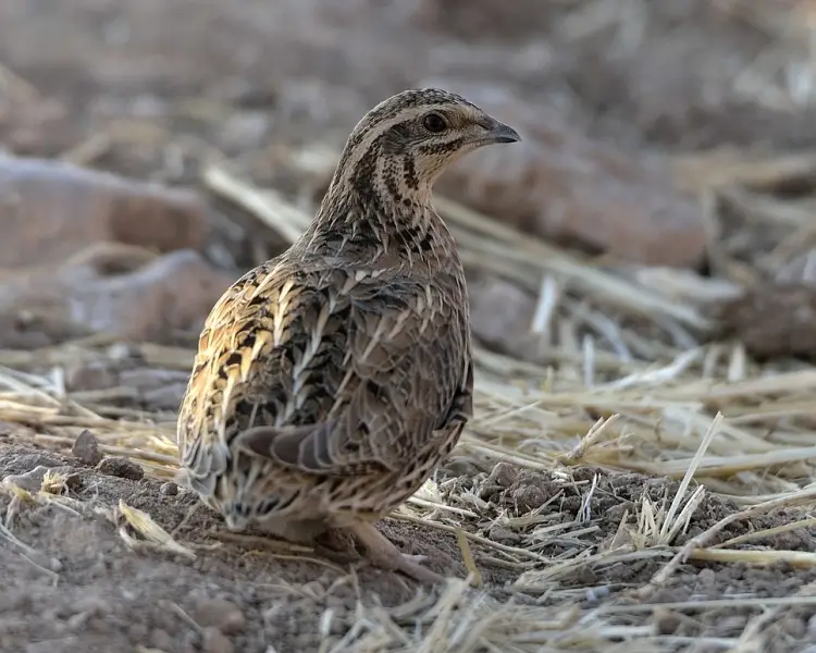 Night quail Everything You Need to Know about This Fascinating Nocturnal Bird