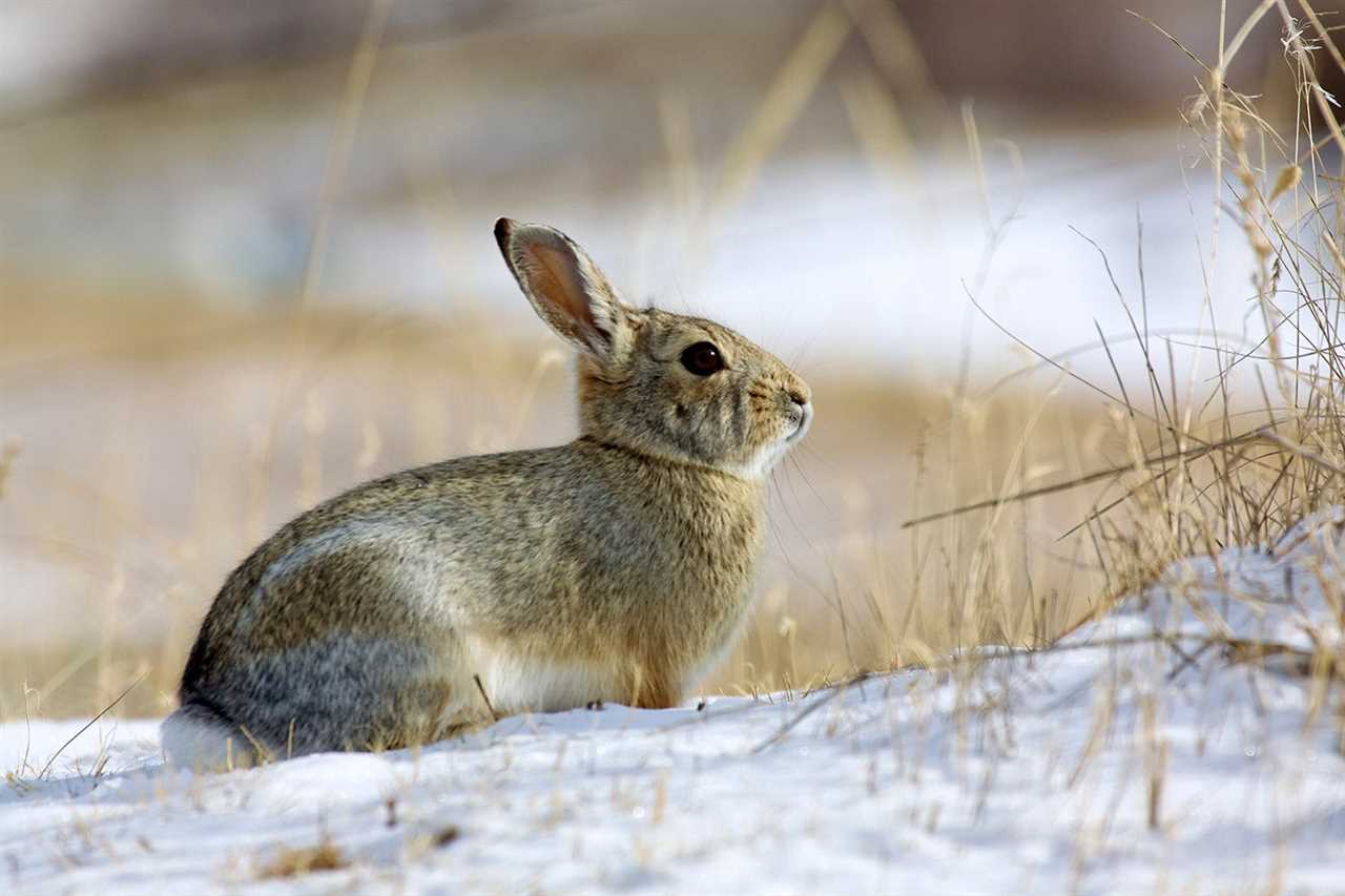 Tips and Tricks for a Successful Open Season Rabbit Hunt