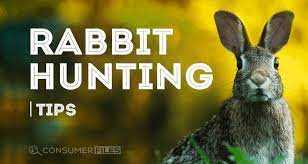 Open Season Rabbit Tips and Tricks for a Successful Hunt