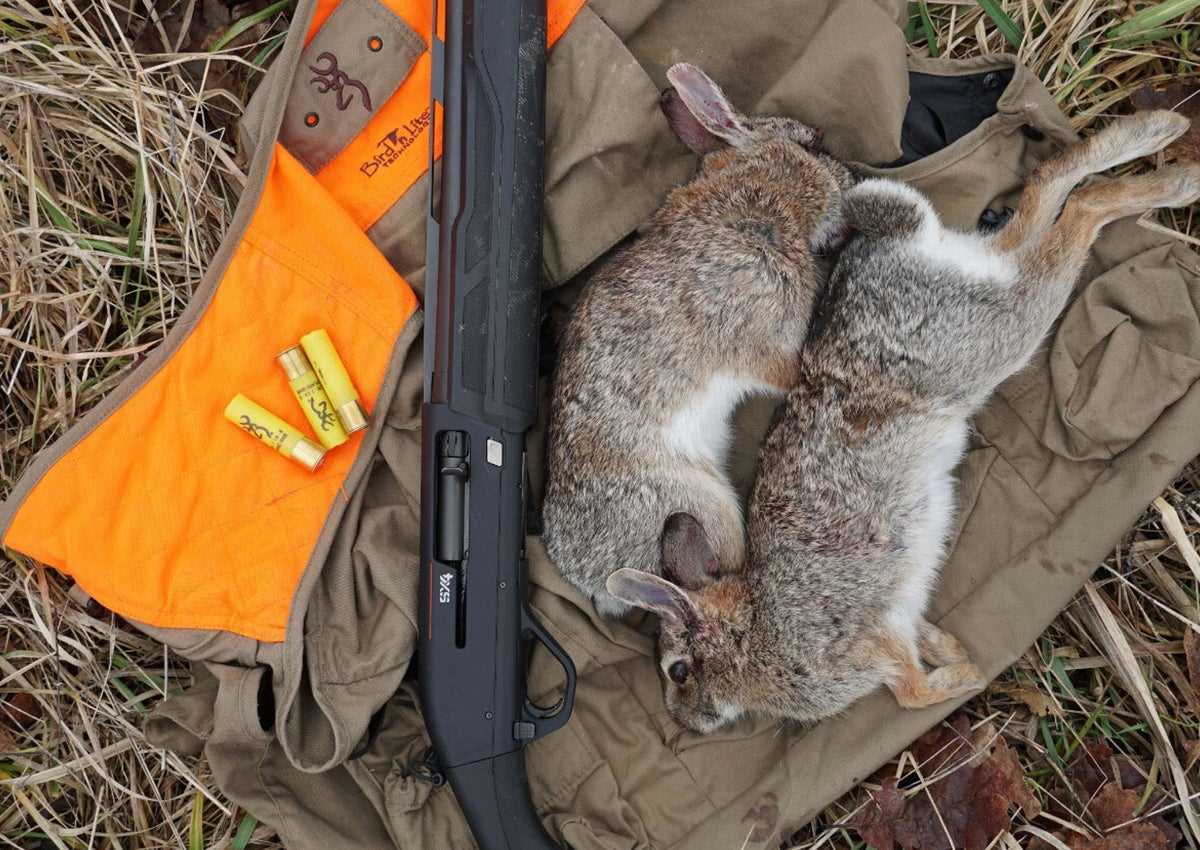Rabbit Hunting in Ohio Tips Regulations and Best Hunting Areas
