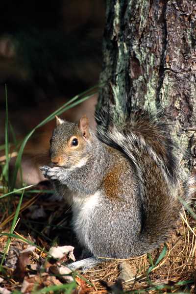Tips for Squirrel Hunting in Wisconsin