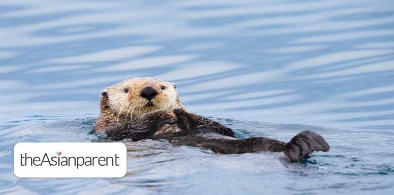 Where to Spot Otters