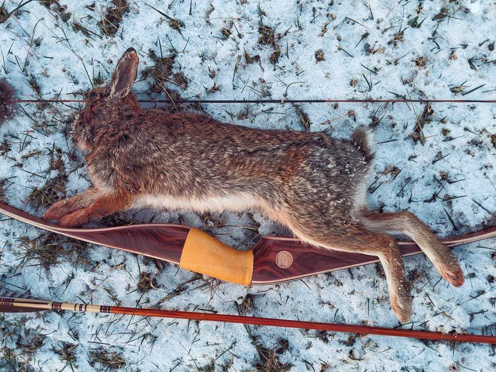 The Ultimate Guide to Rabbit Bowhunting Tips Techniques and Equipment