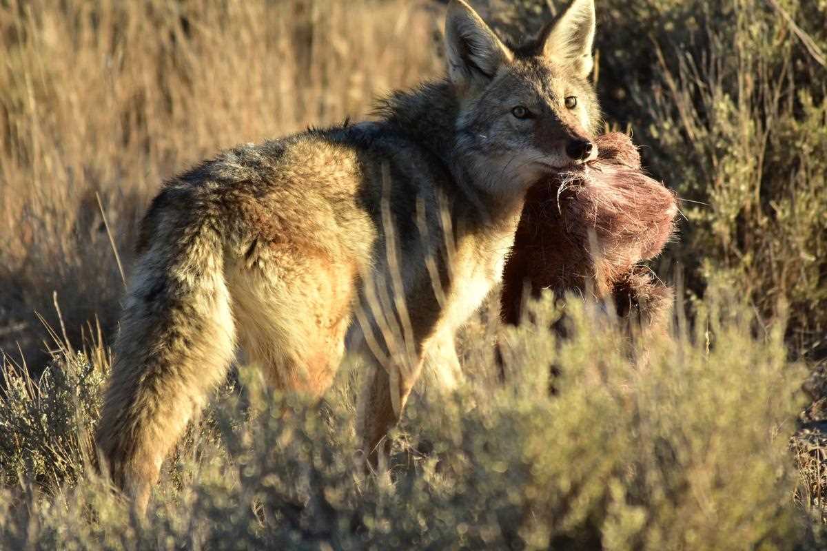 Understanding Coyote Behavior