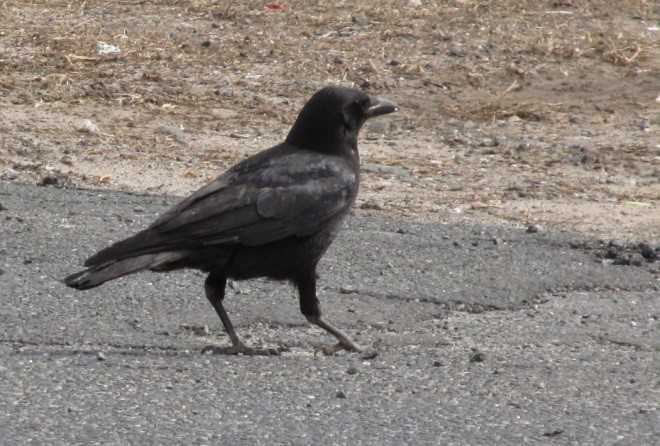 Understanding the Crow Hunting Season