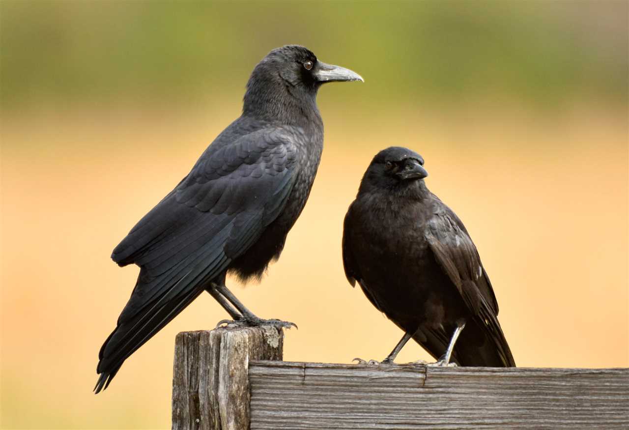 The Purpose of Crow Hunting