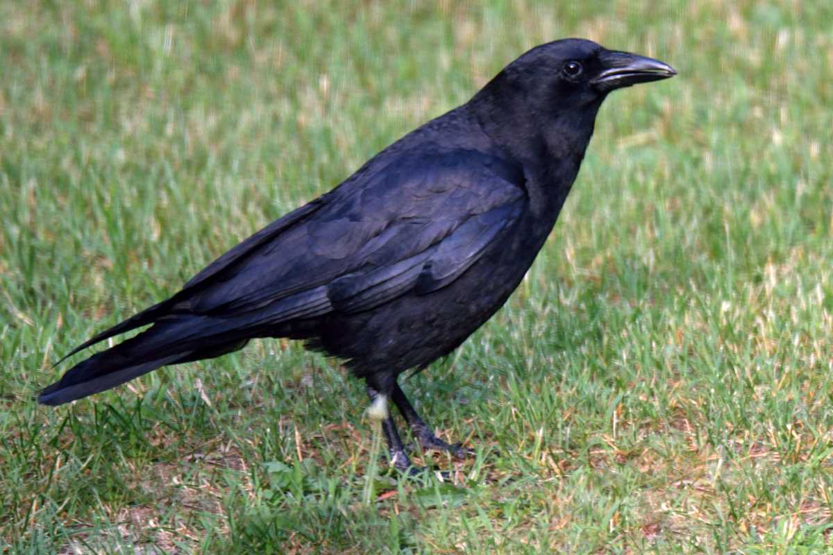 Safety Guidelines for Crow Hunting