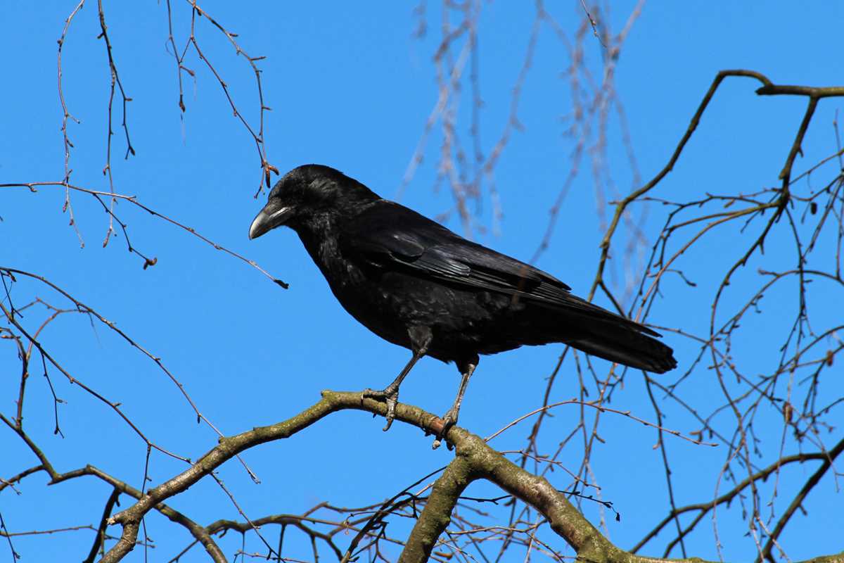 Crow Season: Overview
