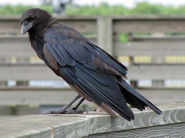 Crow Season in Minnesota When and Where to Find the Best Crow Hunting Opportunities