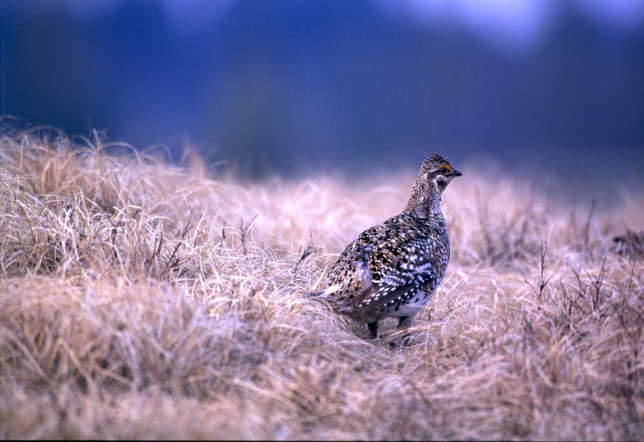 Discover Michigan's Sharp Tailed Grouse A Unique Bird Species to Explore