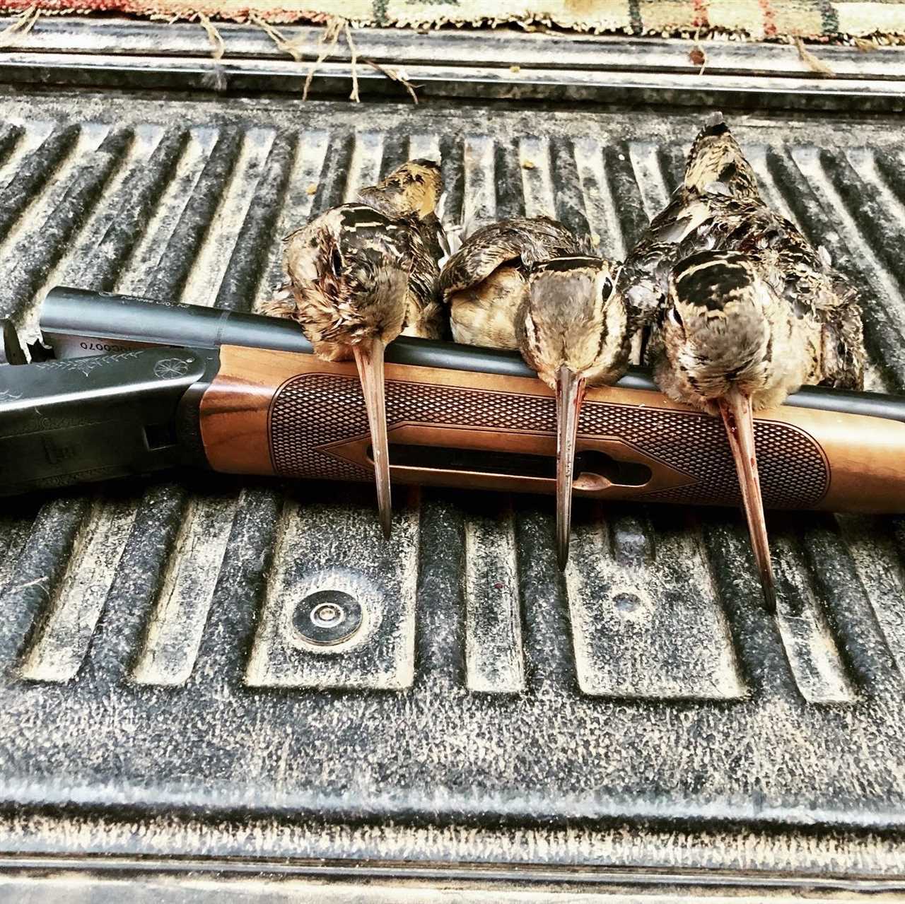 Shotgun selection for woodcock hunting
