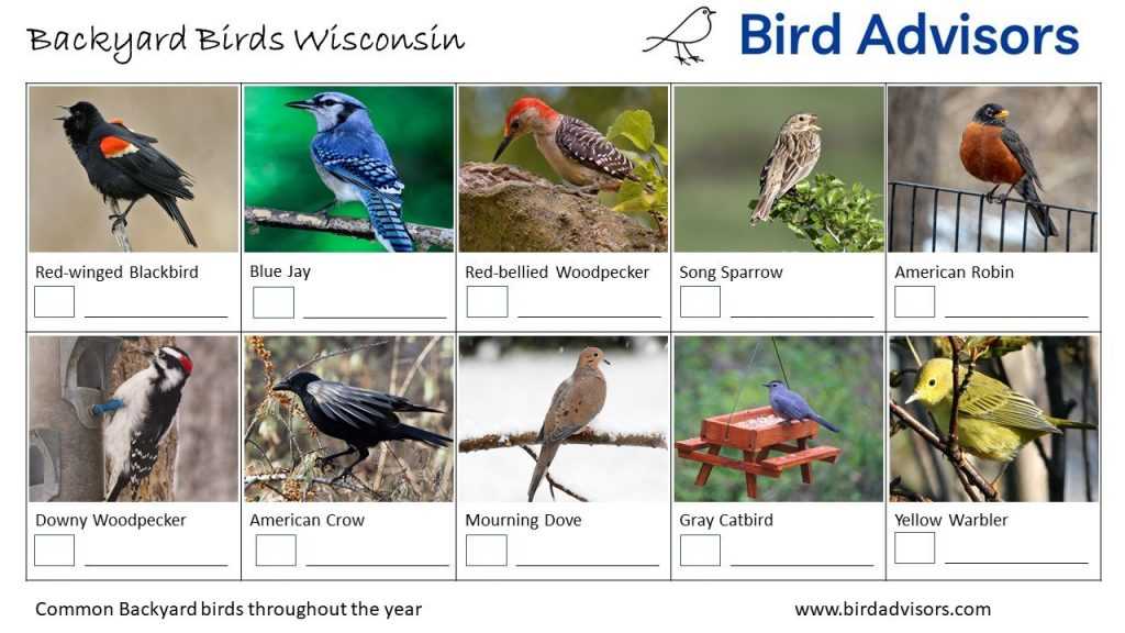 Popular Game Bird Species in Wisconsin